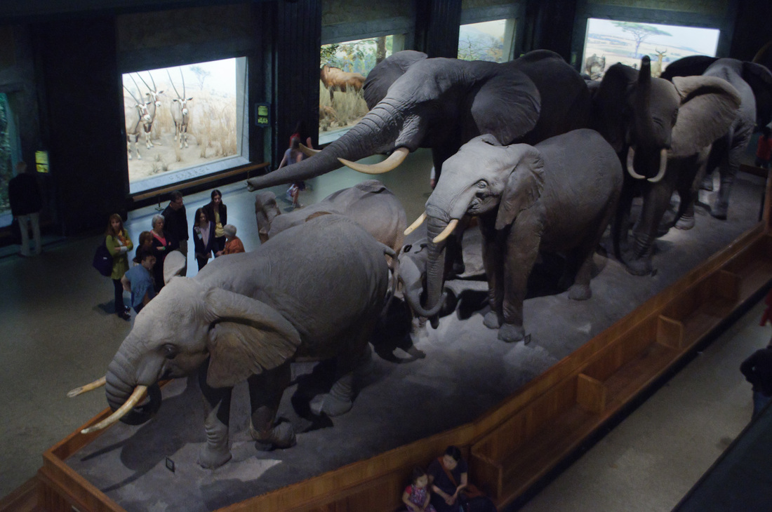 Hall of African Mammals
