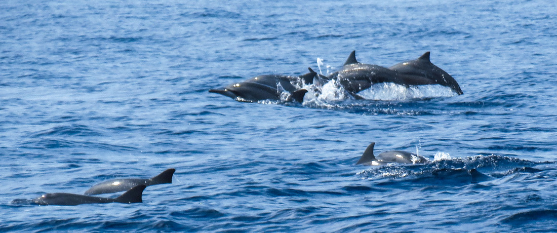 Dolphins at Baga Beach