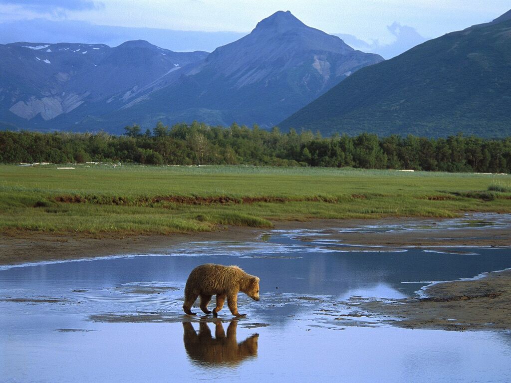 Alaskan Grizzly Bear